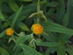 Ludwigia bonariensis, photograph (c) Rocío Esmeralda Pose, some rights reserved (CC BY)