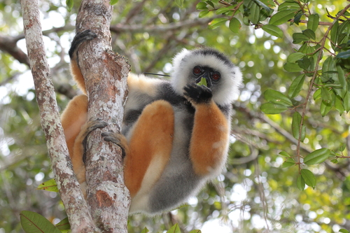 Diademed Sifaka