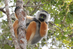 Diademed Sifaka photo 2