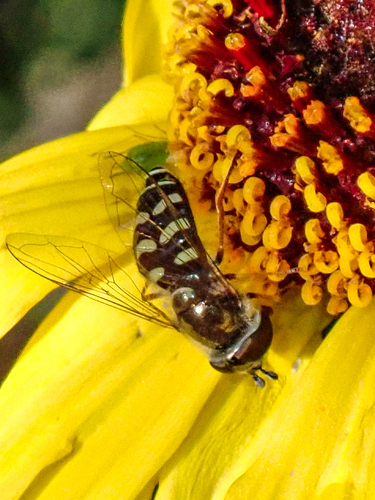 Unknown species found near Lake Murray, San Diego, CA, USA