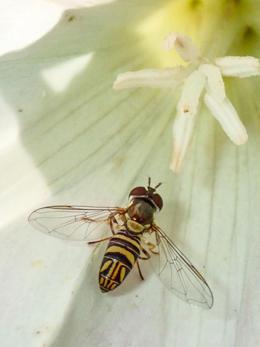 Unknown species found near Lake Murray, San Diego, CA, USA
