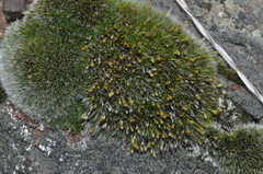 Coscinodon calyptratus