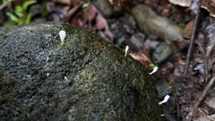 Cyphellostereum pusiolum