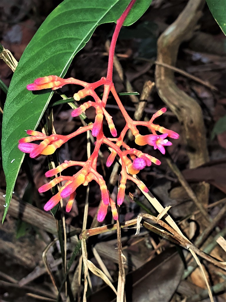 Palicourea longiflora