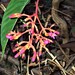 Palicourea longiflora - Photo (c) Gerry van Tonder,  זכויות יוצרים חלקיות (CC BY), הועלה על ידי Gerry van Tonder