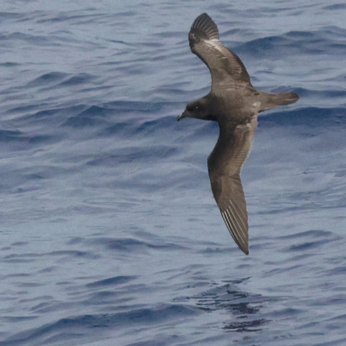 iNaturalist image