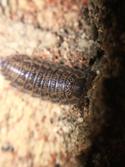 Trachelipus rathkii