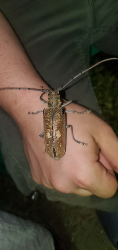 Batocera wyliei