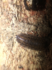 Trachelipus rathkii