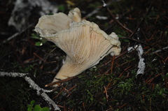 Cantharellus subalbidus