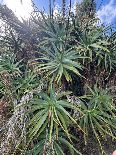 Aloe arborescens observed 2026-02-20