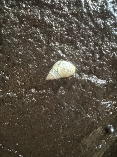 Littorina observed 2026-02-20