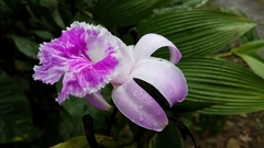 Sobralia rosea
