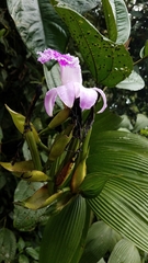 Sobralia rosea
