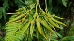 Macrocarpaea pringleana