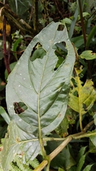 Macrocarpaea pringleana