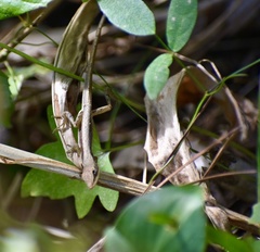 Anolis rejectus
