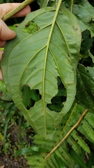 Macrocarpaea pringleana