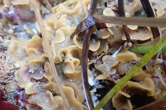 Primavelans insculpta