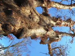 Eucalyptus sclerophylla