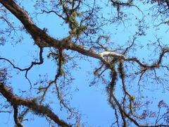 Eucalyptus sclerophylla