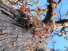 Eucalyptus sclerophylla