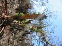 Eucalyptus sclerophylla