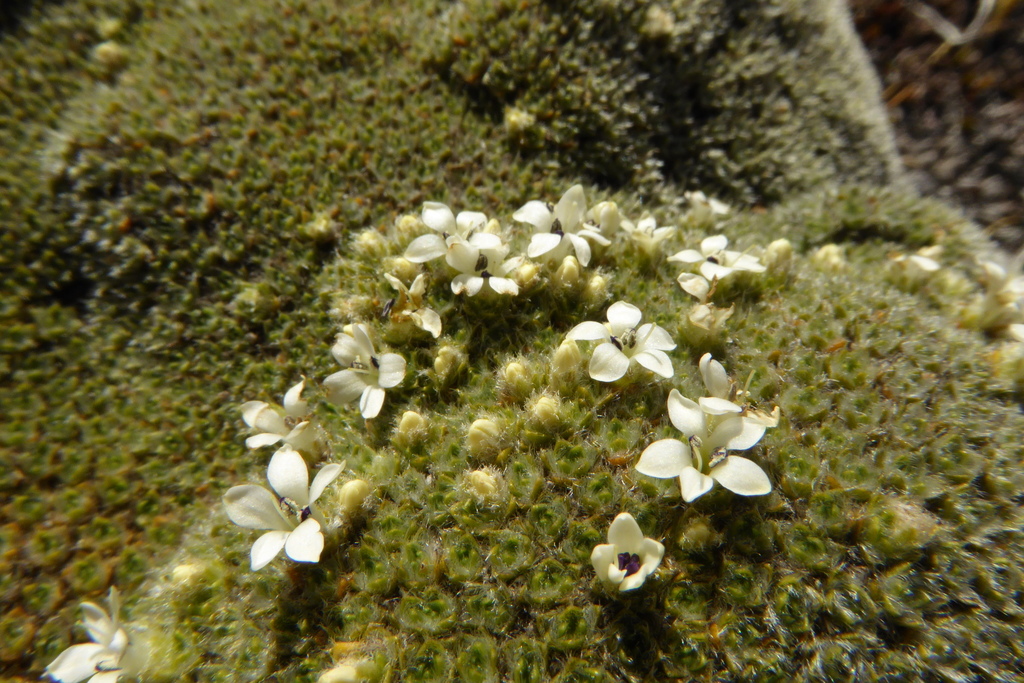 Veronica thomsonii