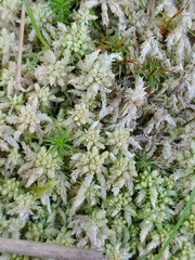 Sphagnum magellanicum