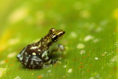Guibemantis