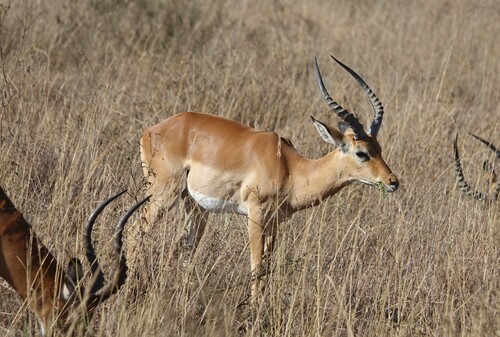 Impala