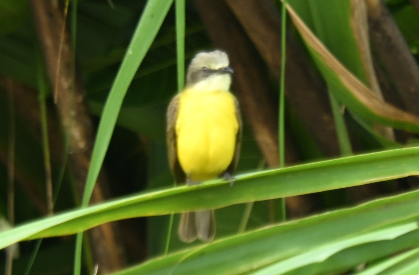 Grey-capped Flycatcher (Myiozetetes granadensis), photo 5