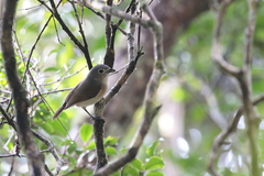 Calicalicus madagascariensis