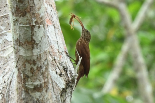 Red-billed Scythebill (Campylorhamphus trochilirostris), photo 2