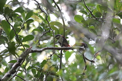 Calicalicus madagascariensis