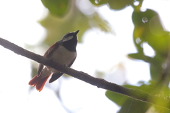 Calicalicus madagascariensis