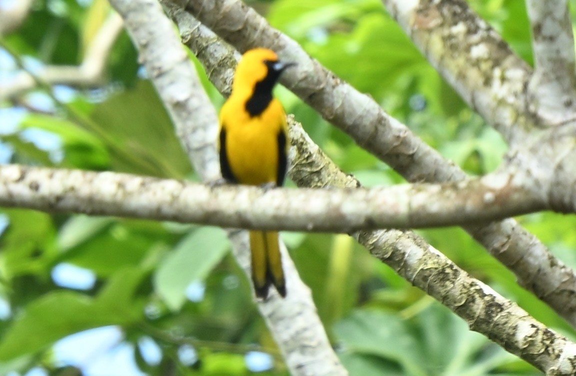 Yellow-tailed Oriole (Icterus mesomelas), photo 2