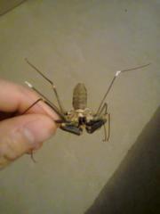 Acanthophrynus coronatus