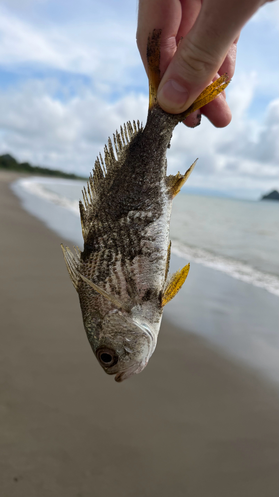 Steeplined drum (Larimus acclivis) — Sciaenidae