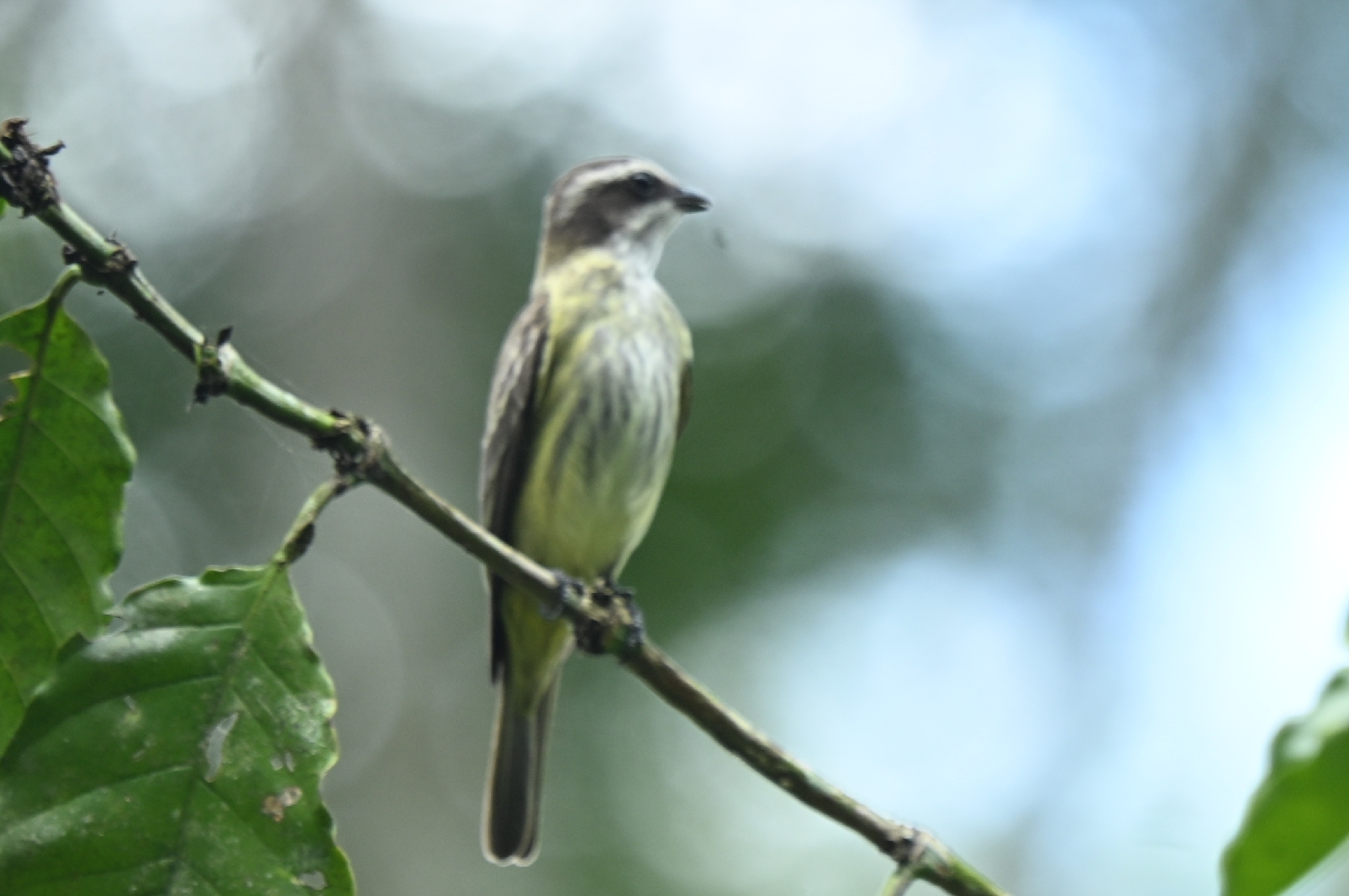Piratic Flycatcher (Legatus leucophaius), photo 6