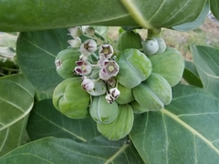 Calotropis procera
