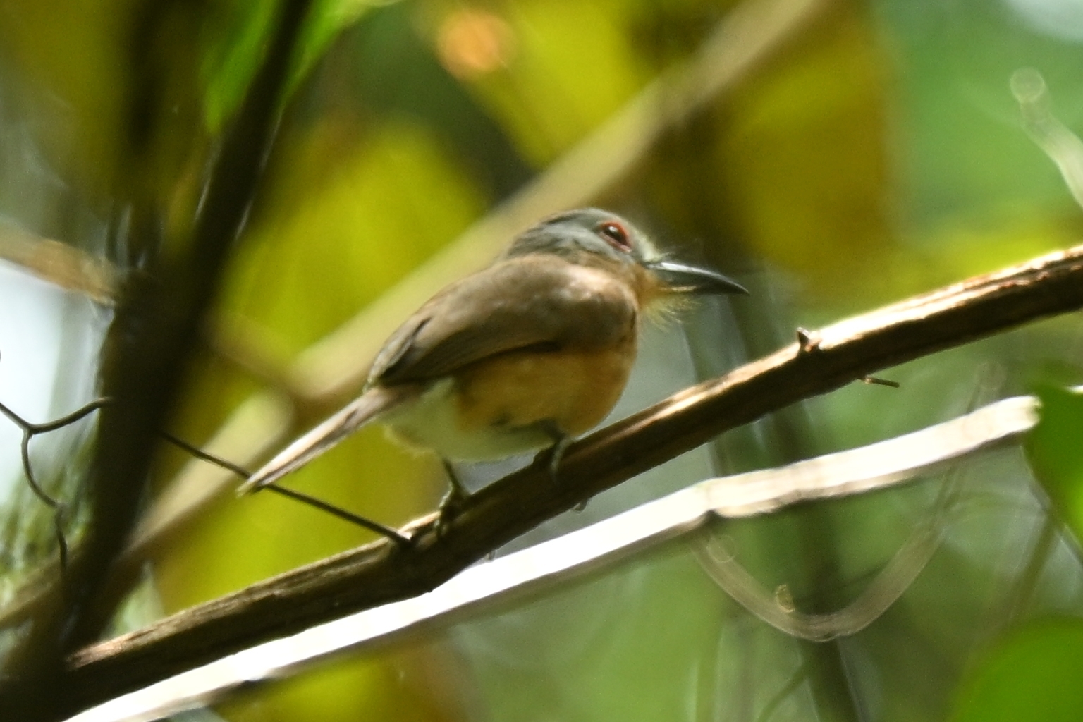 Grey-cheeked Nunlet (Nonnula frontalis), photo 2