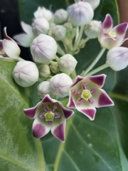 Calotropis procera