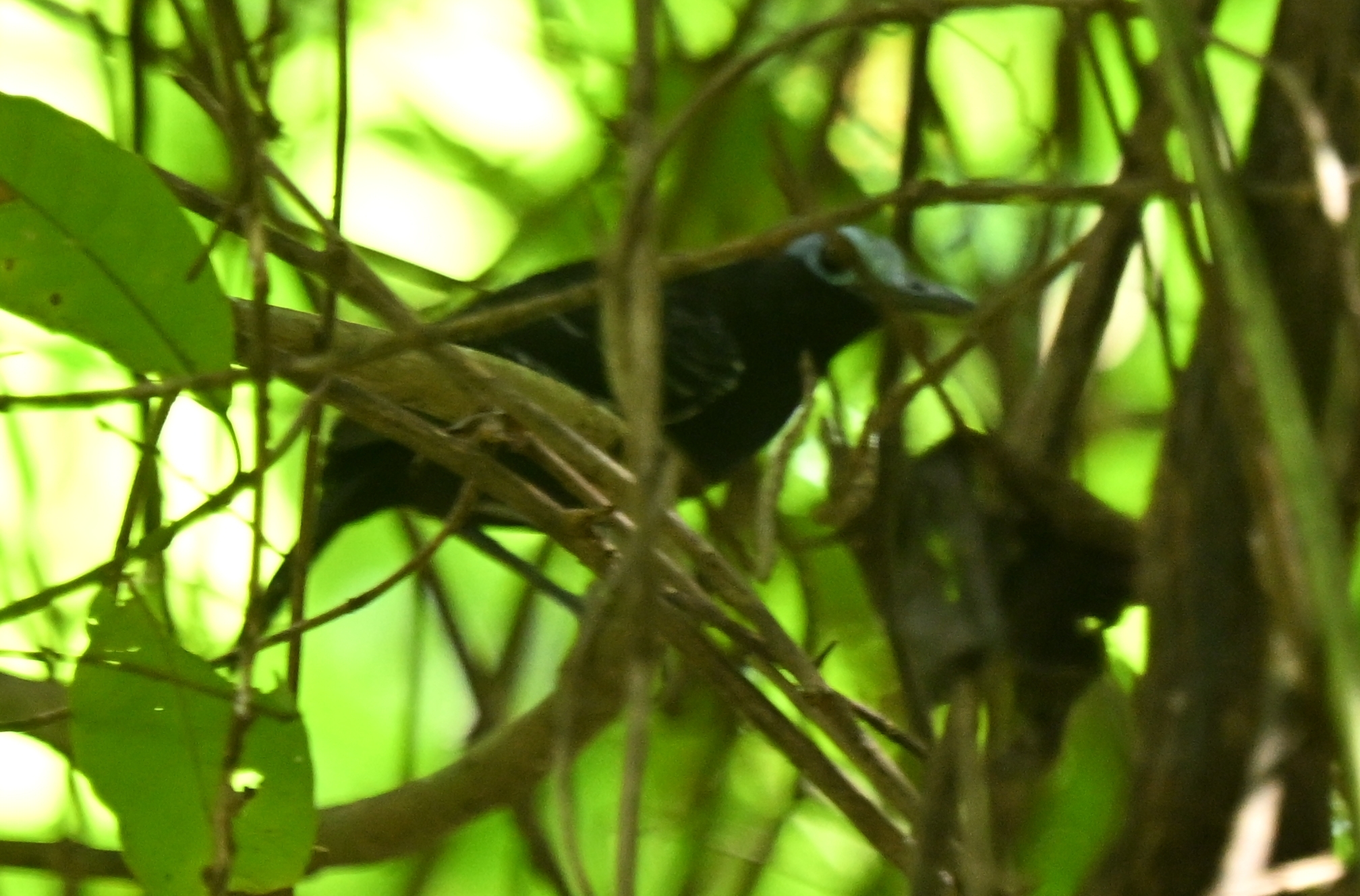 Bare-crowned Antbird (Gymnocichla nudiceps), photo 2