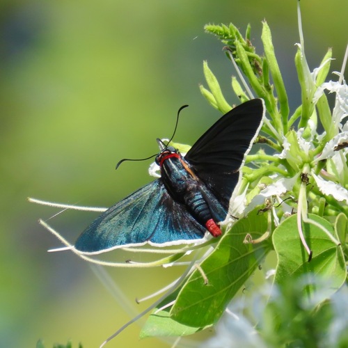 Scylla Firetip (Elbella scylla)