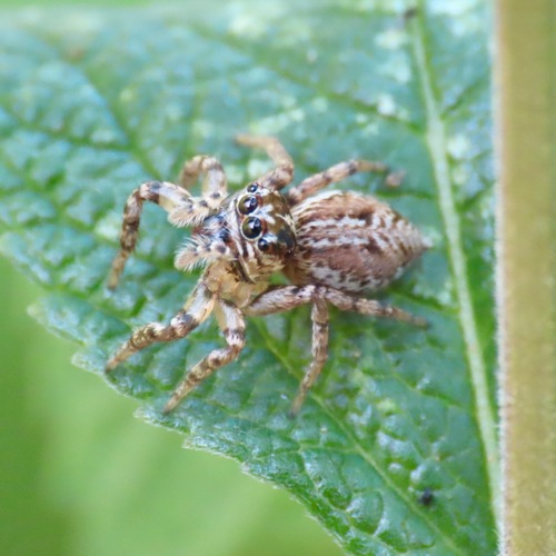 Leptofreya ambigua (Leptofreya ambigua)