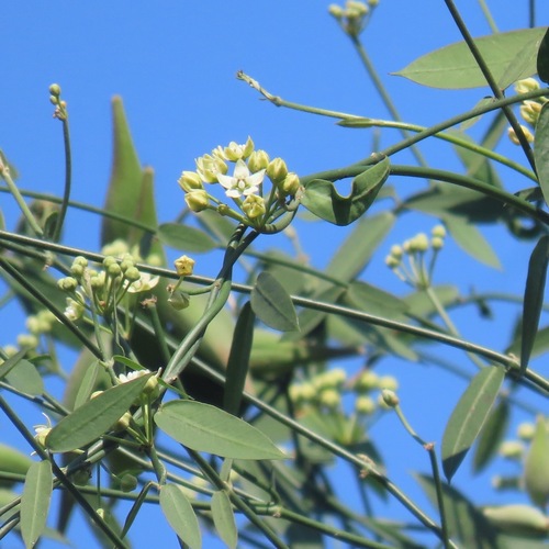 white twinevine (Funastrum clausum)