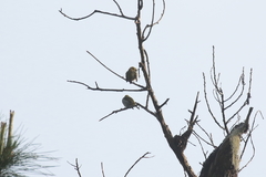 Zosterops maderaspatanus