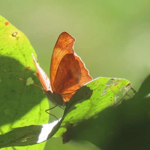 Orange Banner (Temenis laothoe)