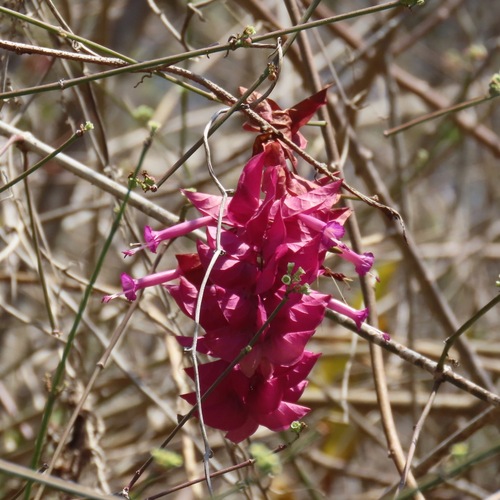 Ipomoea bracteata (Ipomoea bracteata)